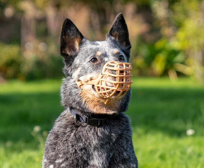 CoA Baskerville Anti-Scavenge Muzzle for Dogs - Image 8