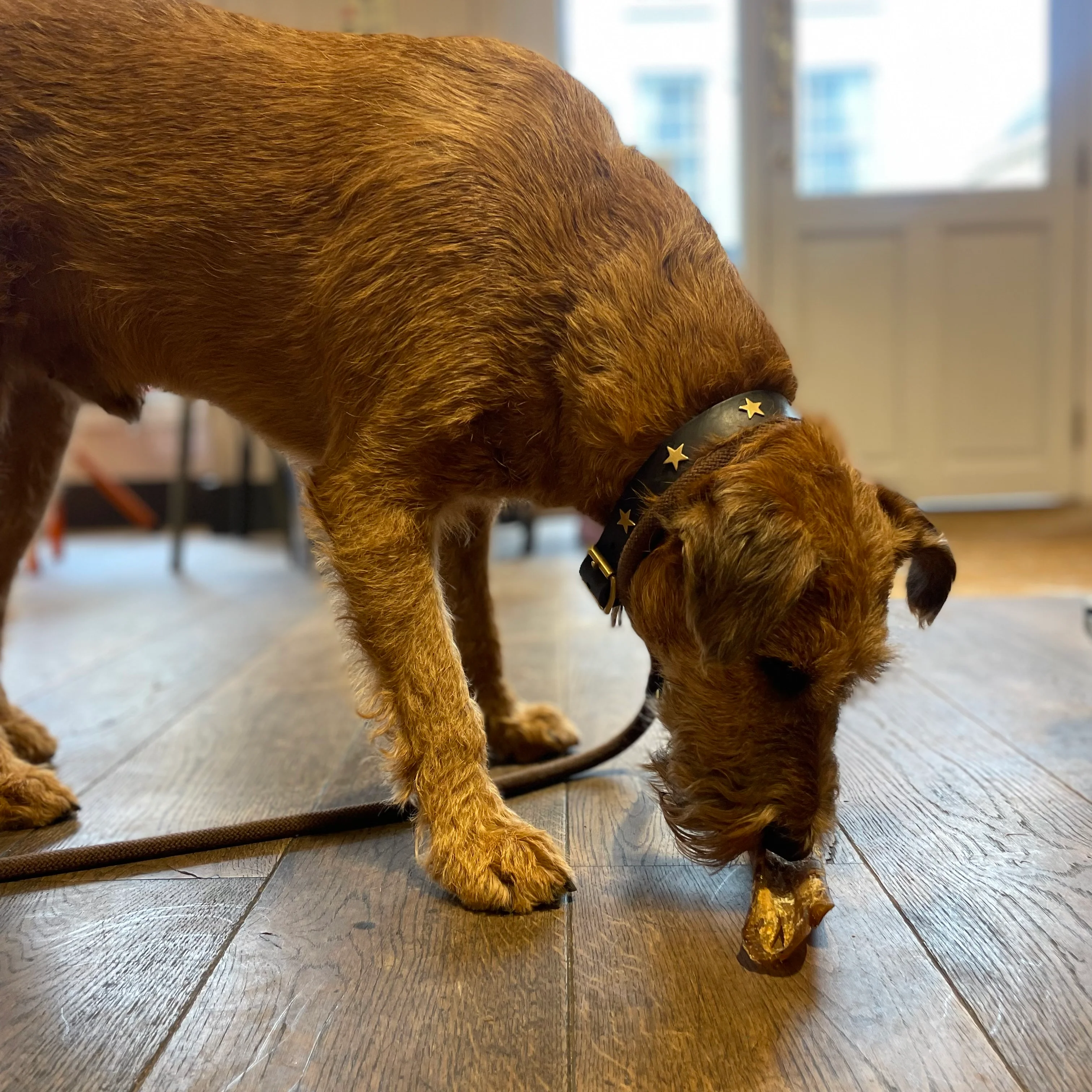 Creature Clothes Chocolate Brown Star Dog Collar - Image 6