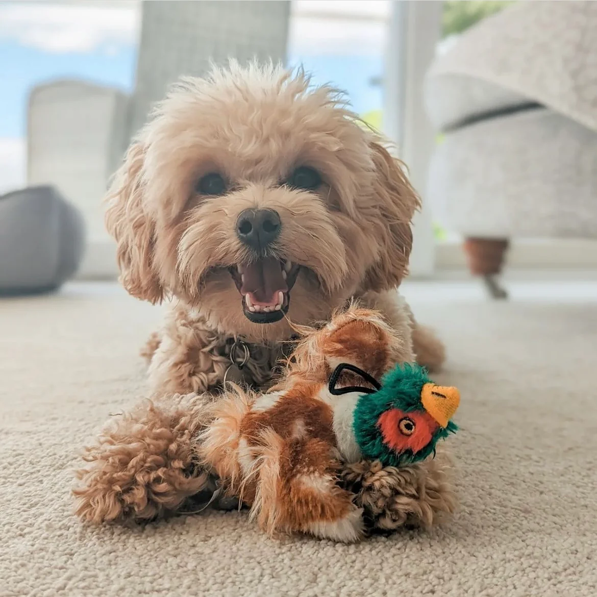 Country Pheasant Dog Toy - Image 6