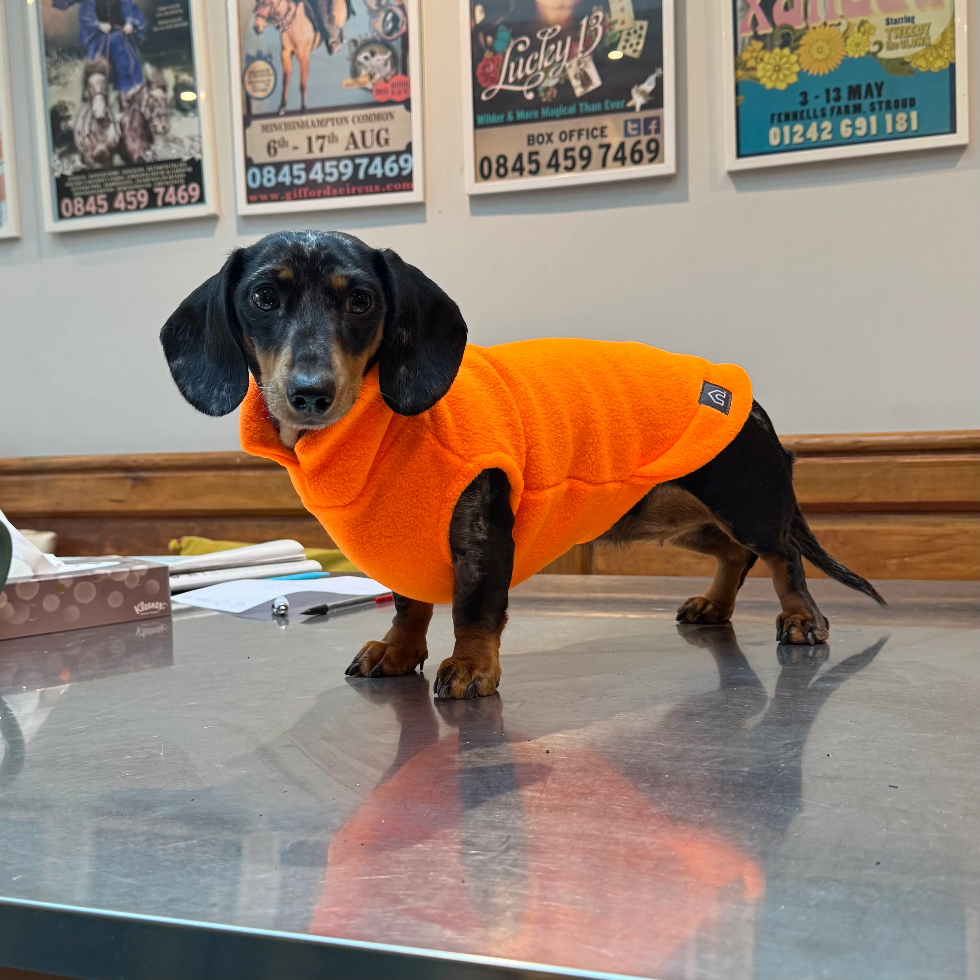 Dachshund Fleece Jumper - Image 10