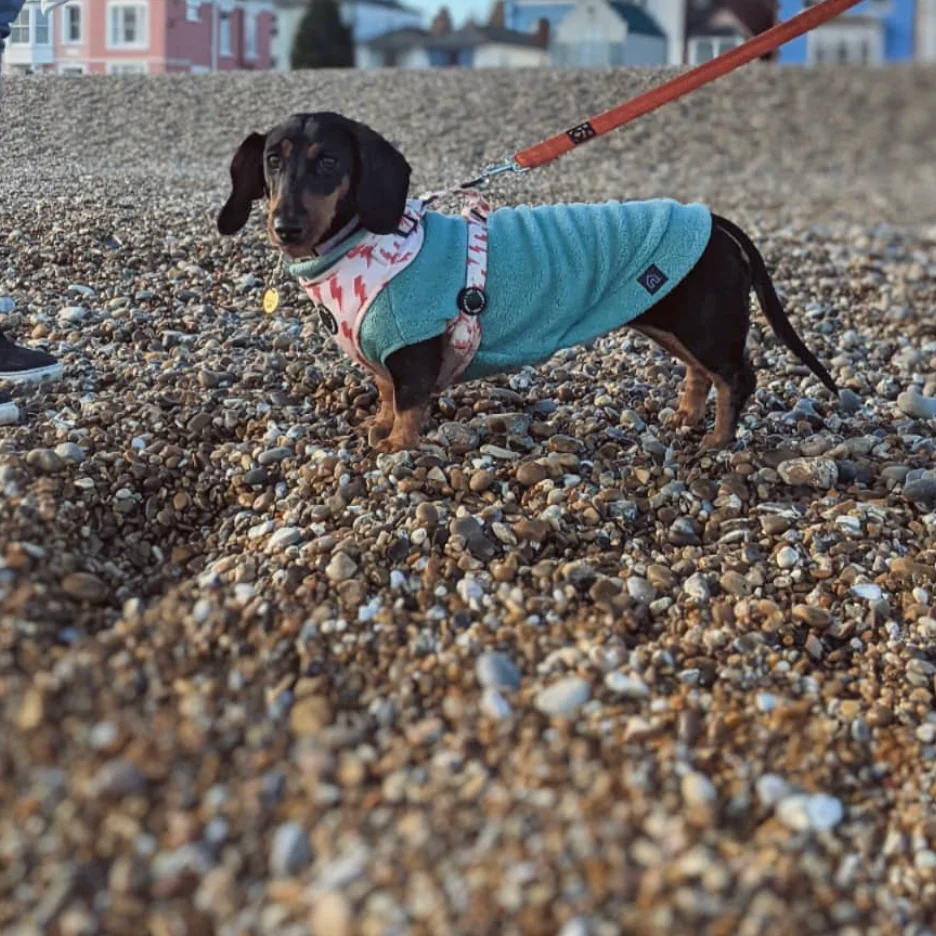 Dachshund Fleece Jumper - Image 14