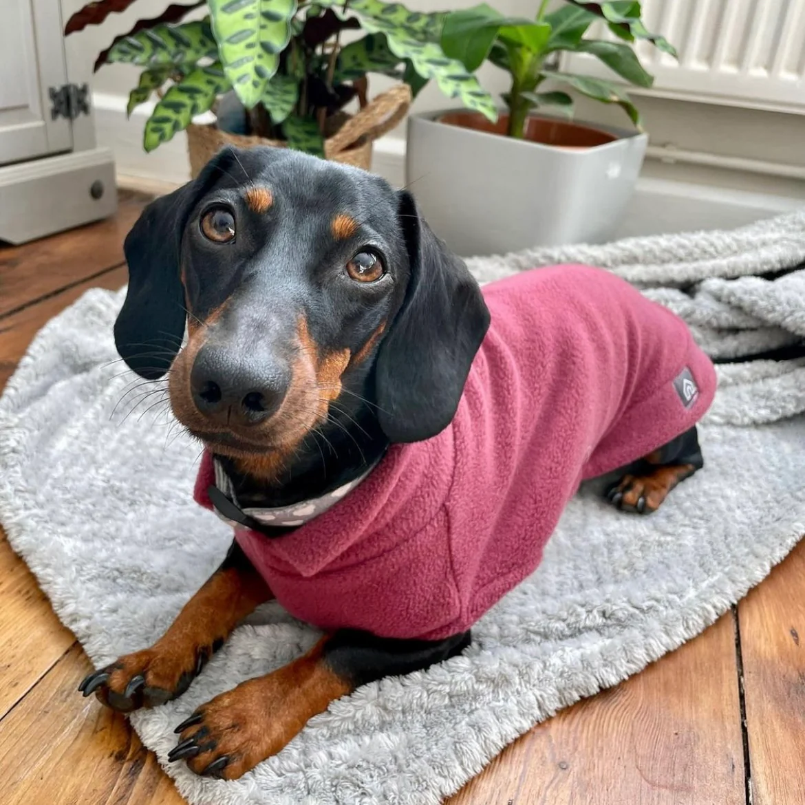 Dachshund Fleece Jumper - Image 19