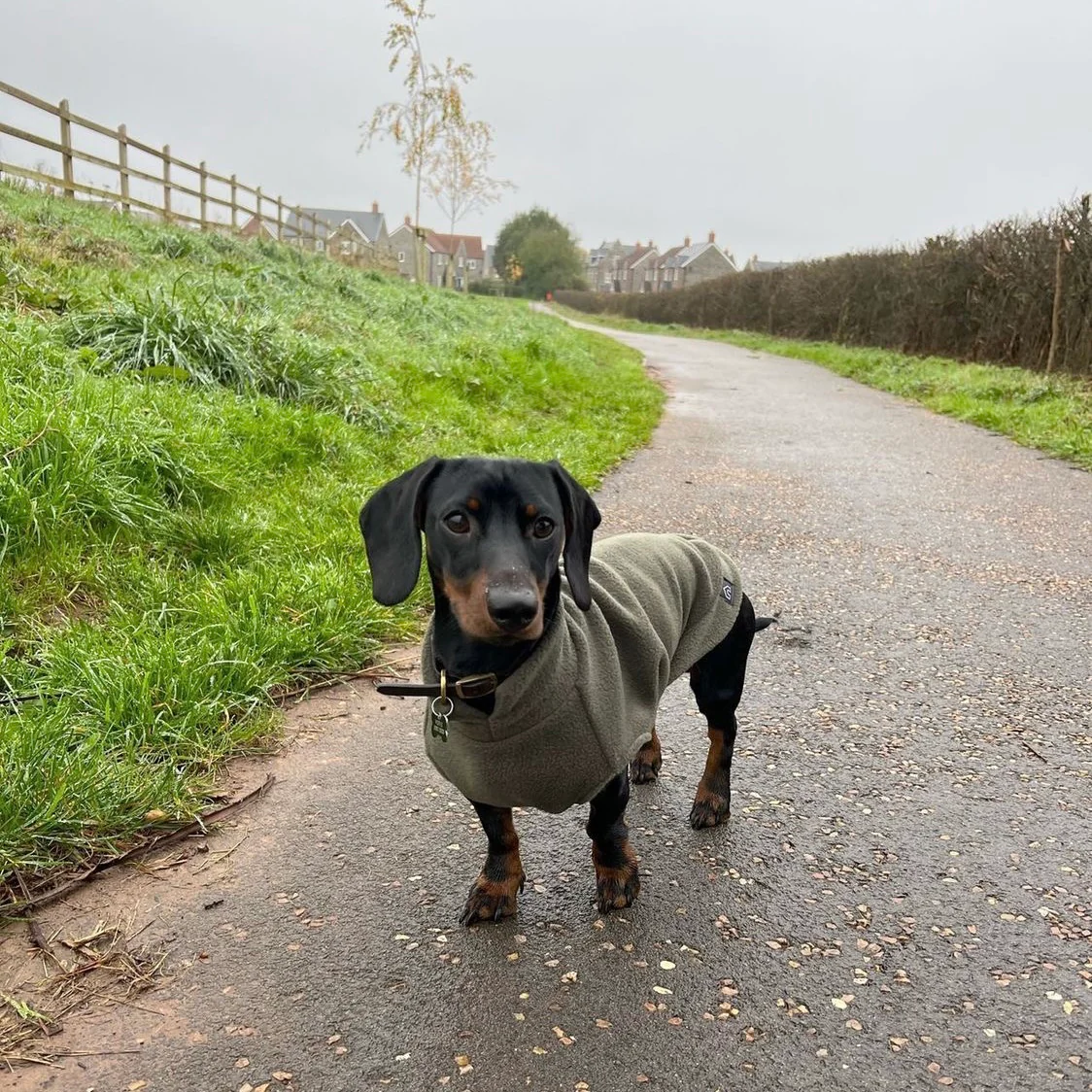 Dachshund Fleece Jumper - Image 20