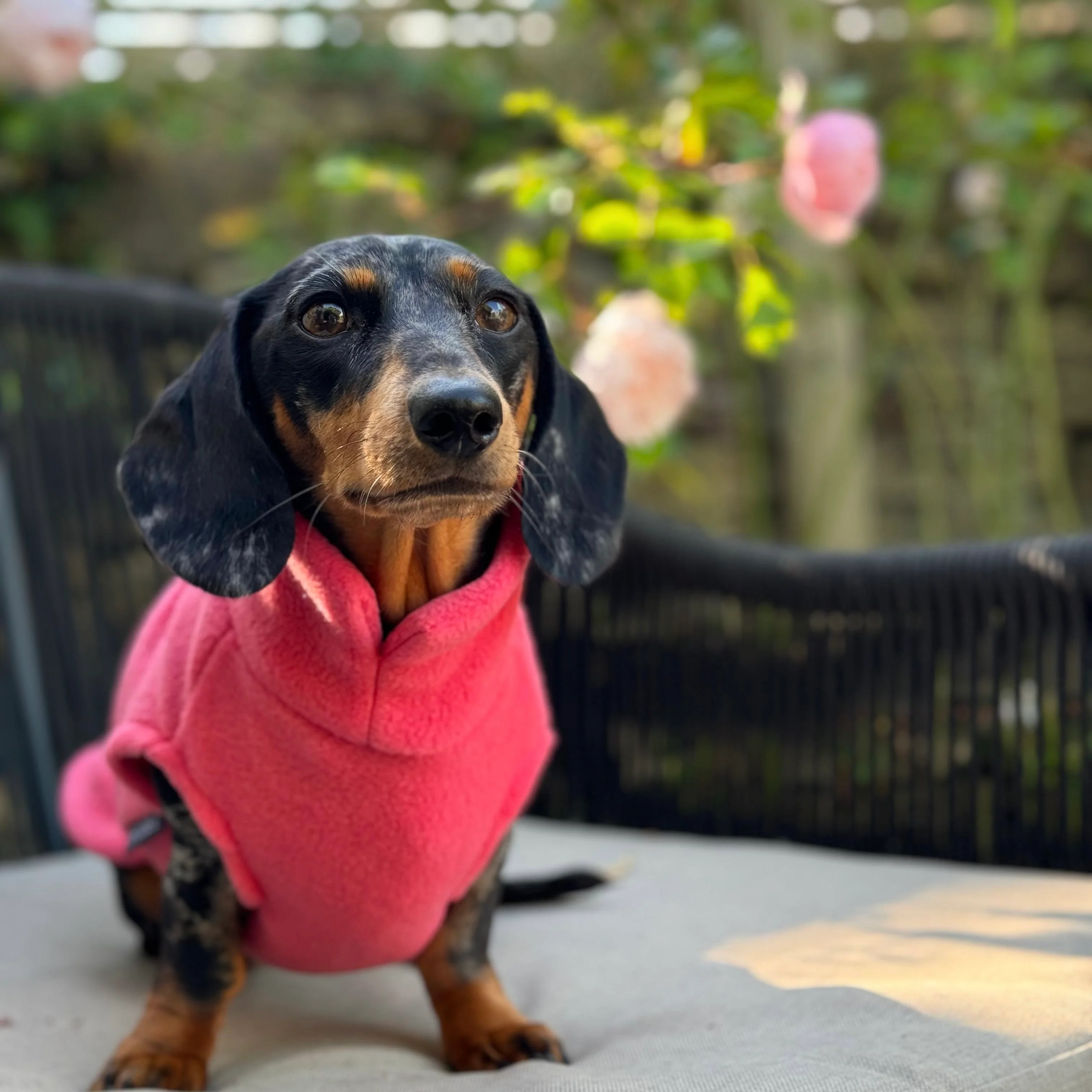 Dachshund Fleece Jumper - Image 6