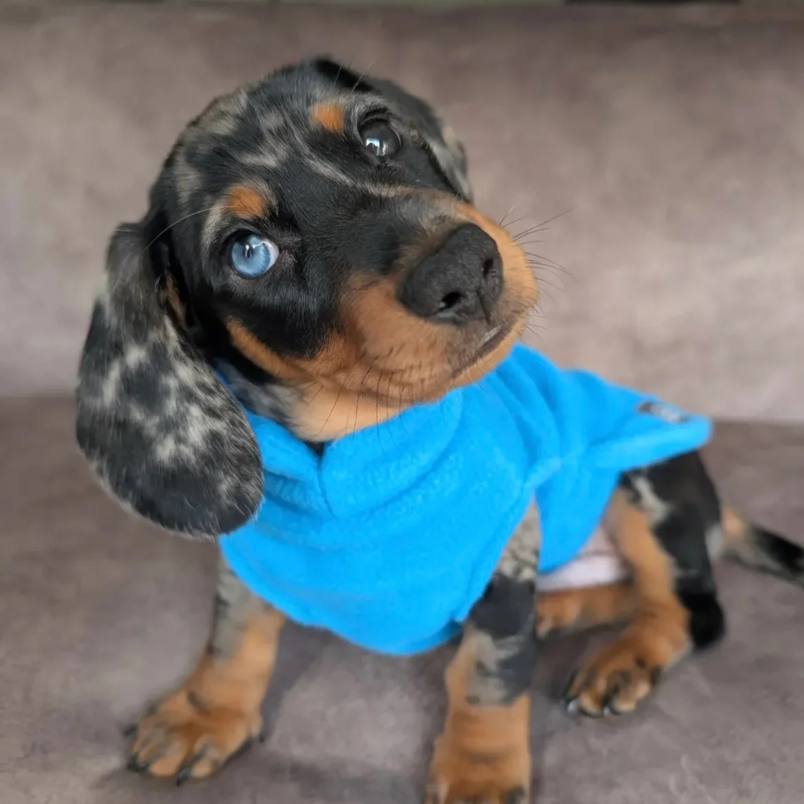 Dachshund Fleece Jumper - Image 7