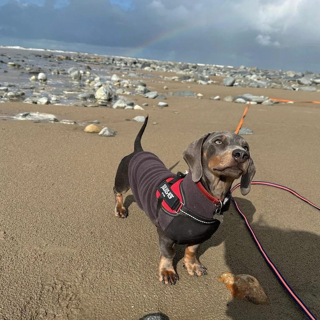 Dachshund Fleece Jumper with Waterproof Belly Panel - Image 10