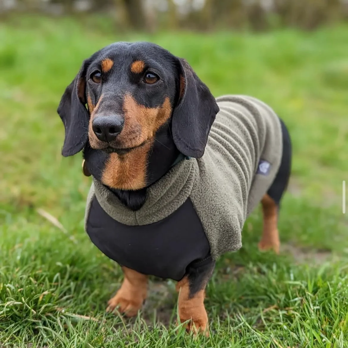 Dachshund Fleece Jumper with Waterproof Belly Panel - Image 11