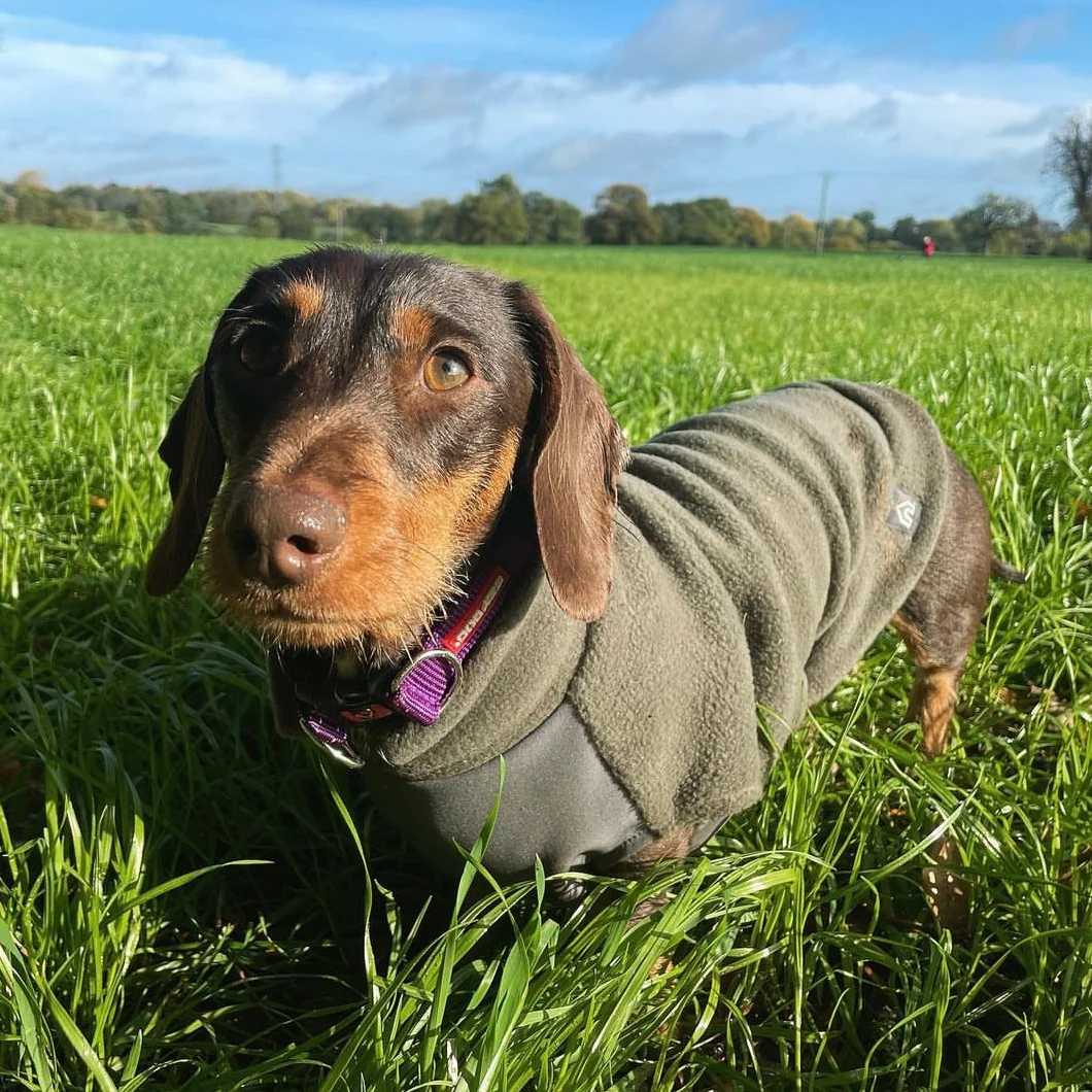 Dachshund Fleece Jumper with Waterproof Belly Panel - Image 12