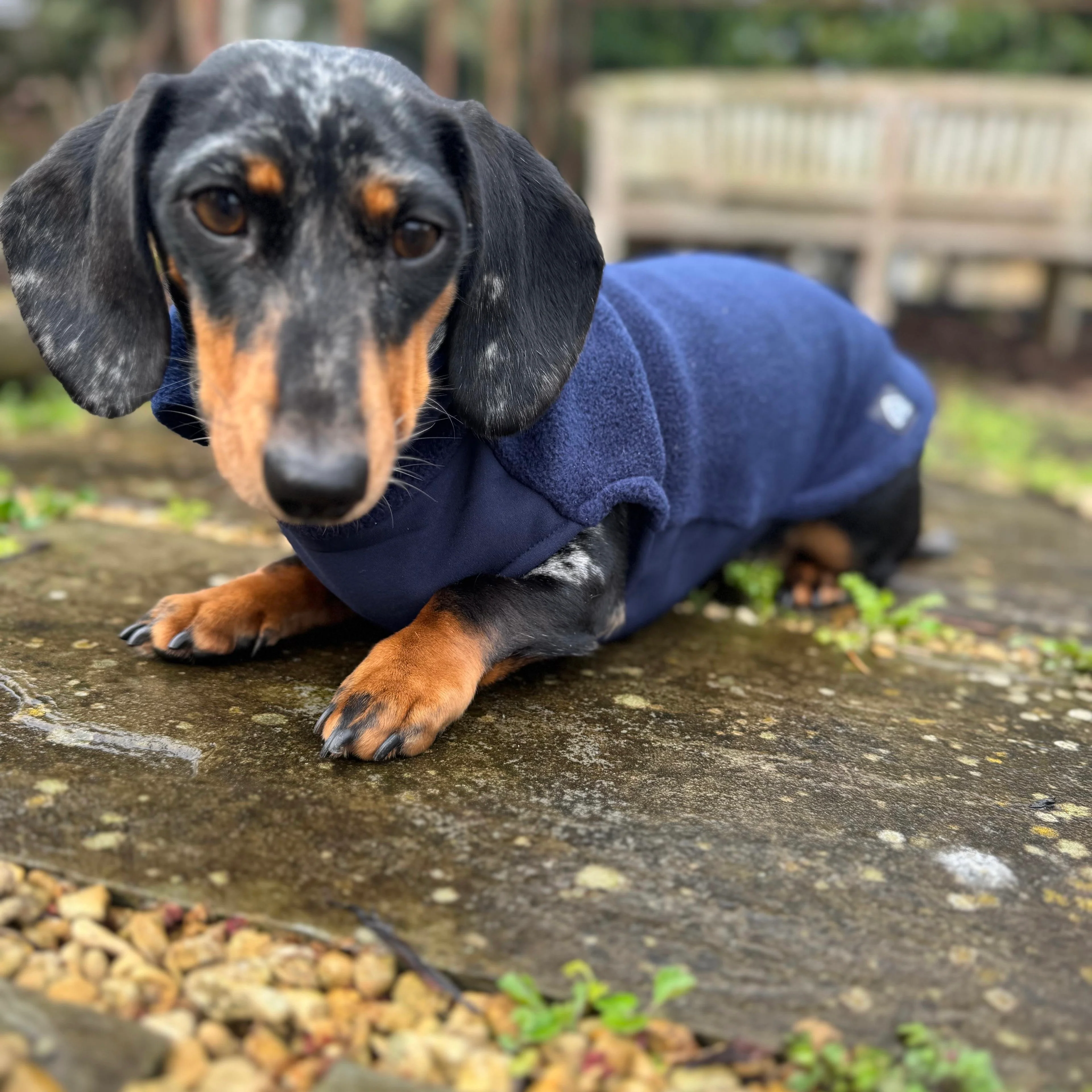 Dachshund Fleece Jumper with Waterproof Belly Panel - Image 13