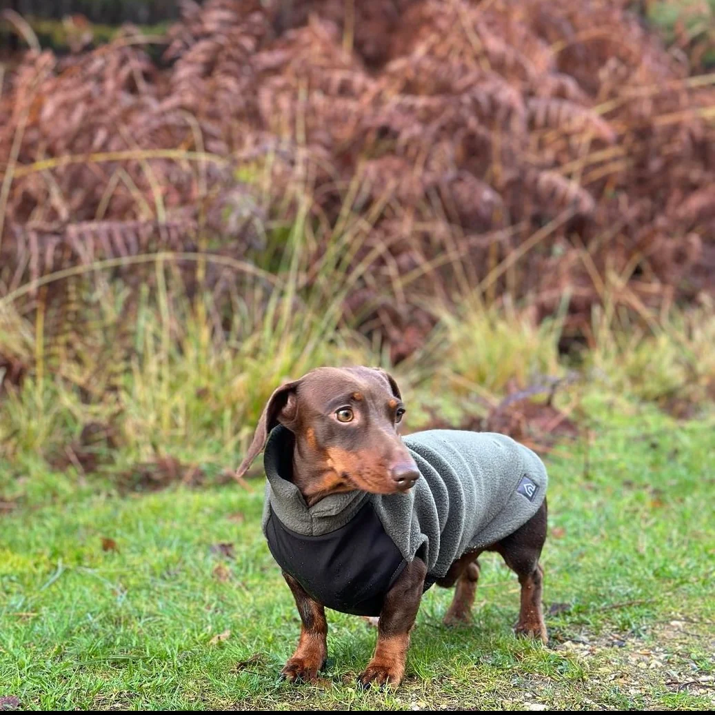 Dachshund Fleece Jumper with Waterproof Belly Panel - Image 6