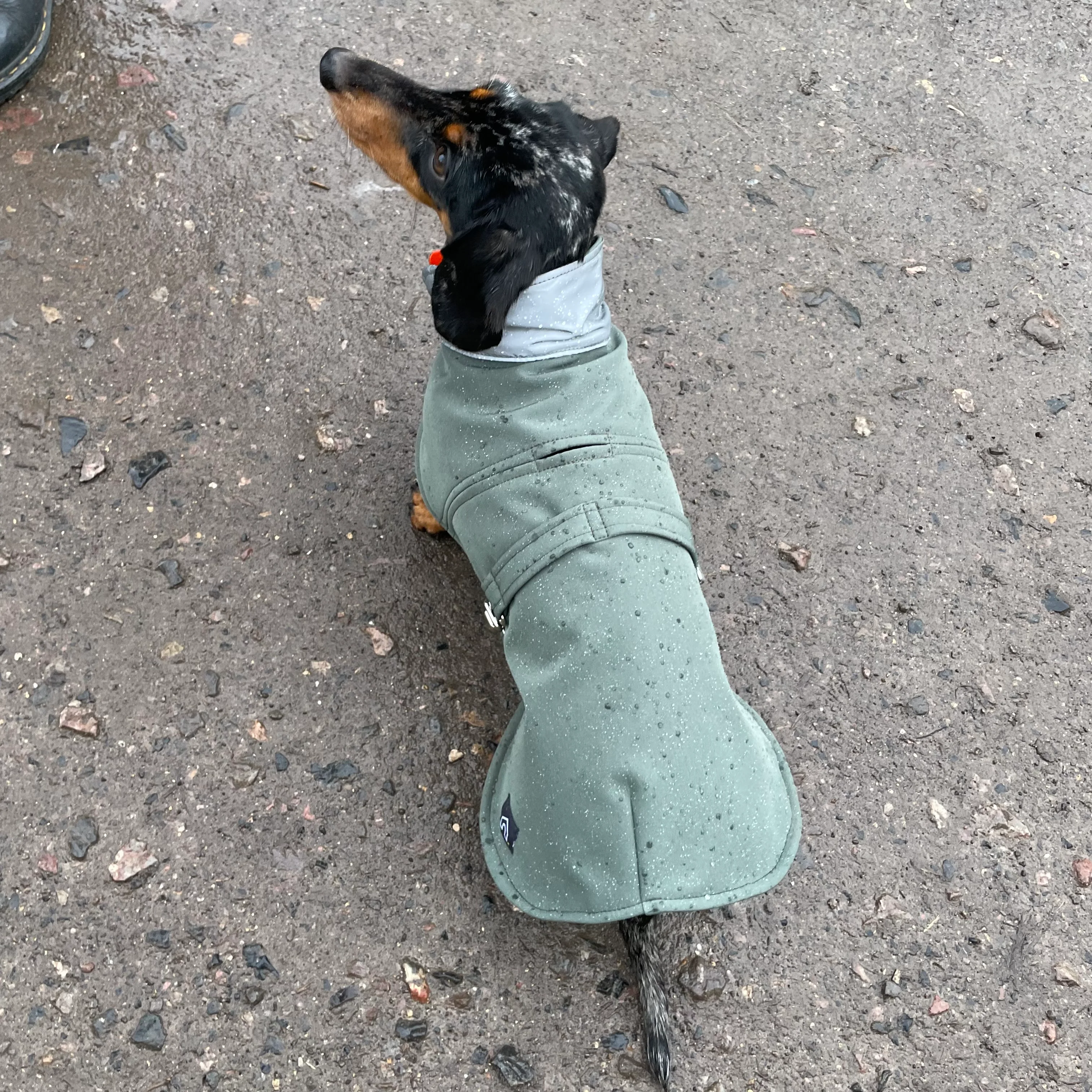 Dachshund Waterproof Coat - Image 12