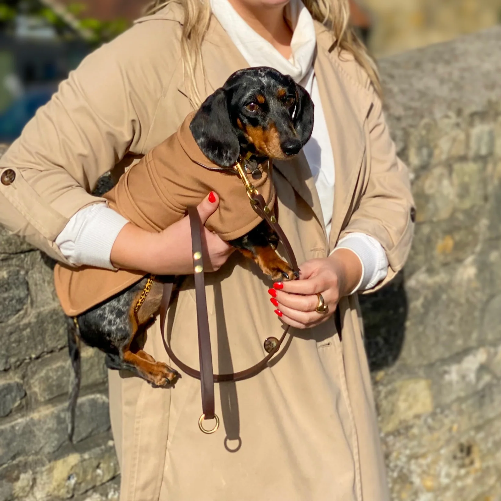 Dachshund Waterproof Coat - Image 13