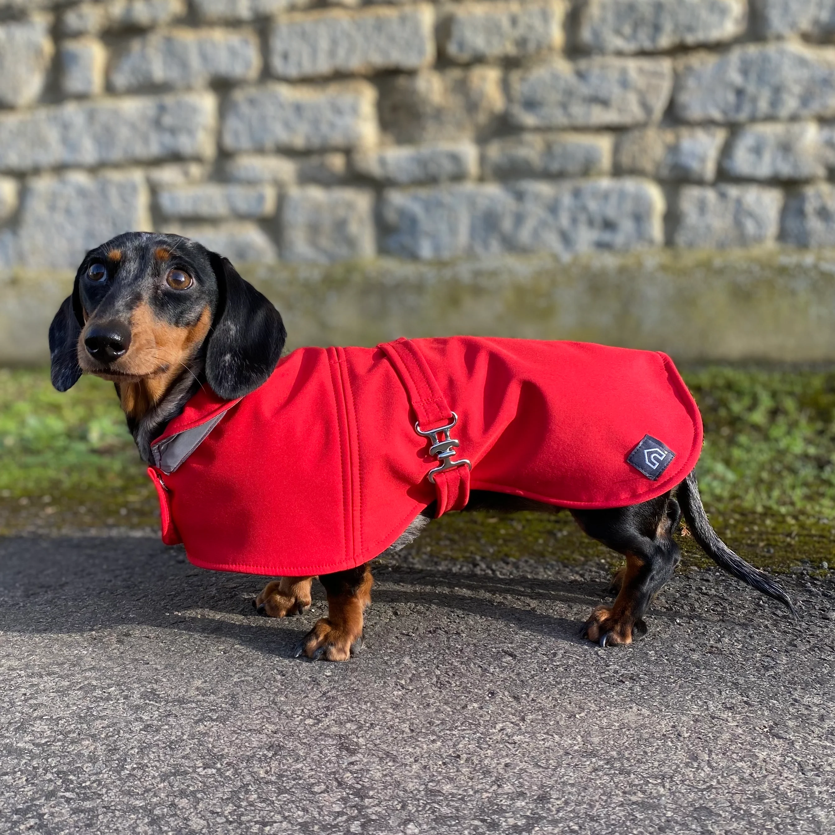 Dachshund Waterproof Coat - Image 3