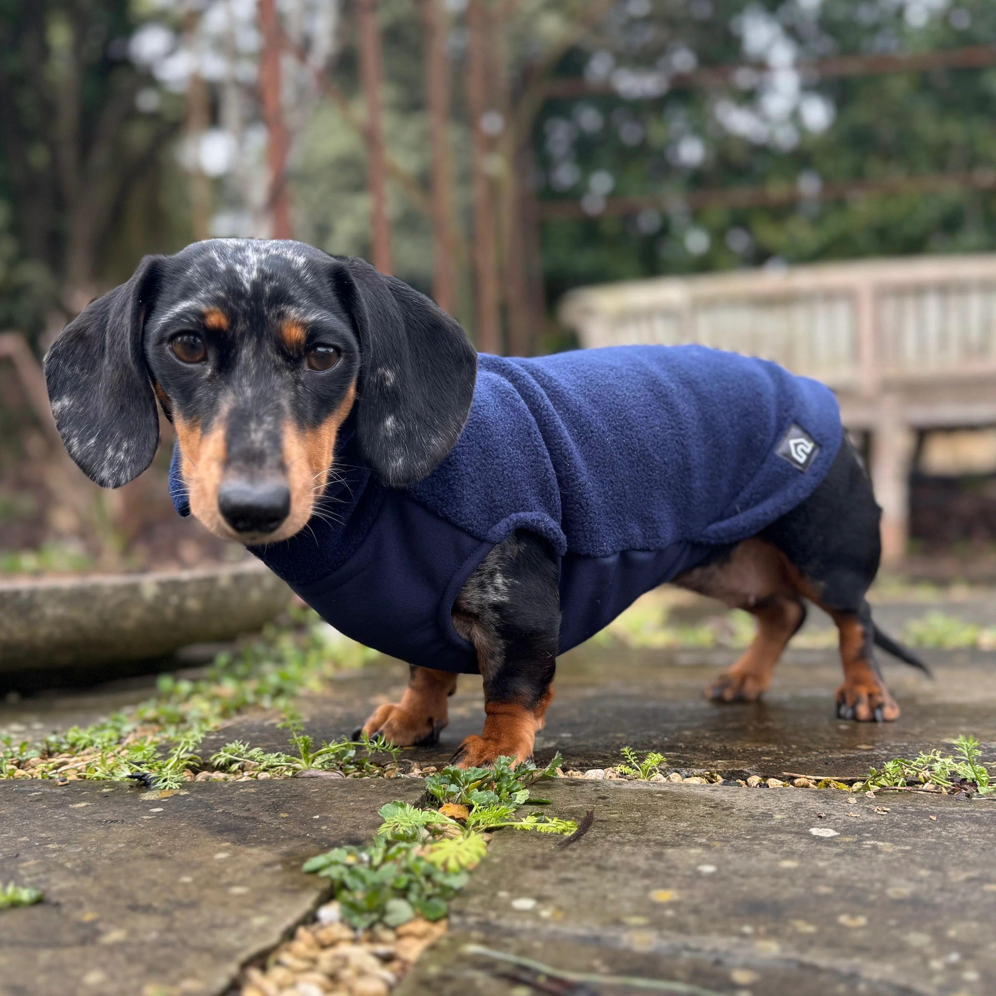 Dachshund Fleece Jumper with Waterproof Belly Panel - Image 7
