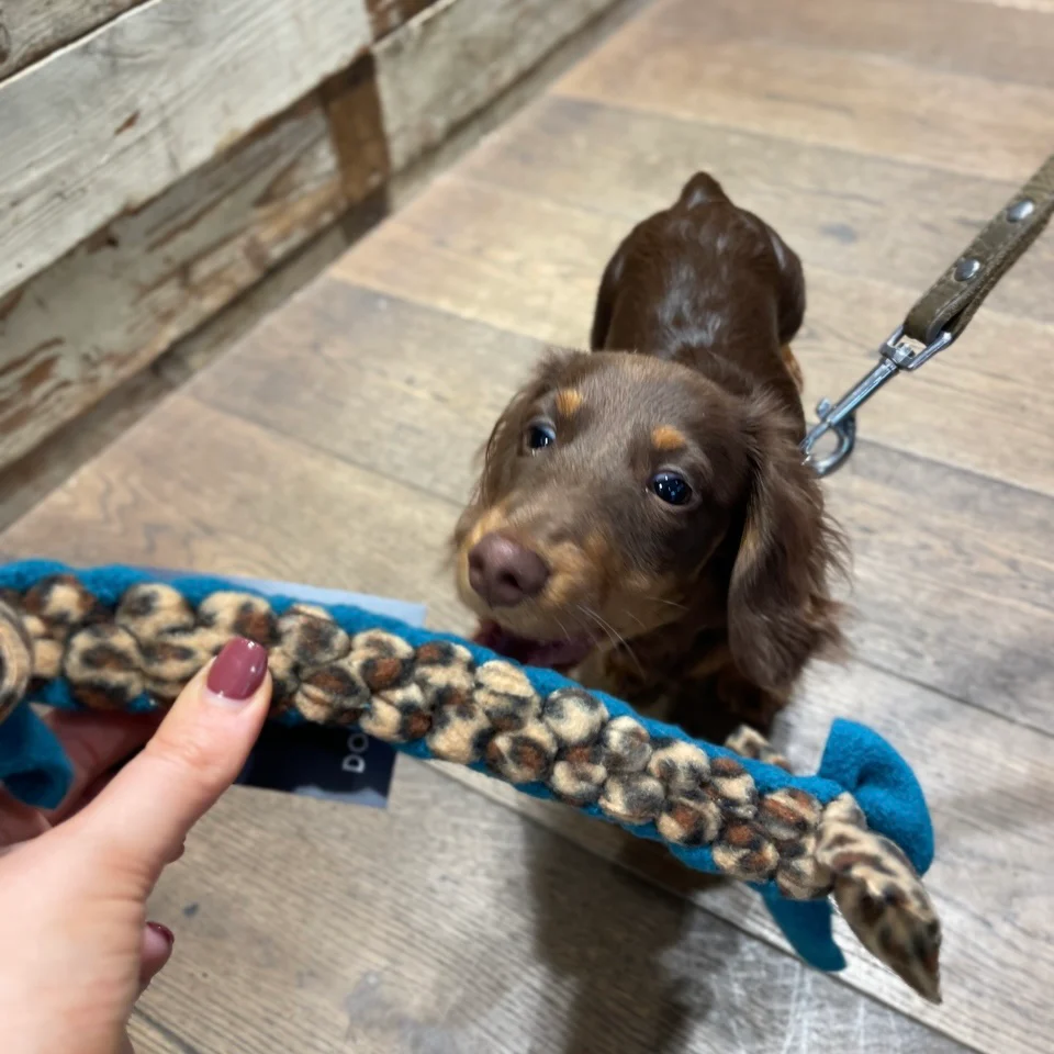 Doghouse Play and Tug Fleece Toy - Image 3