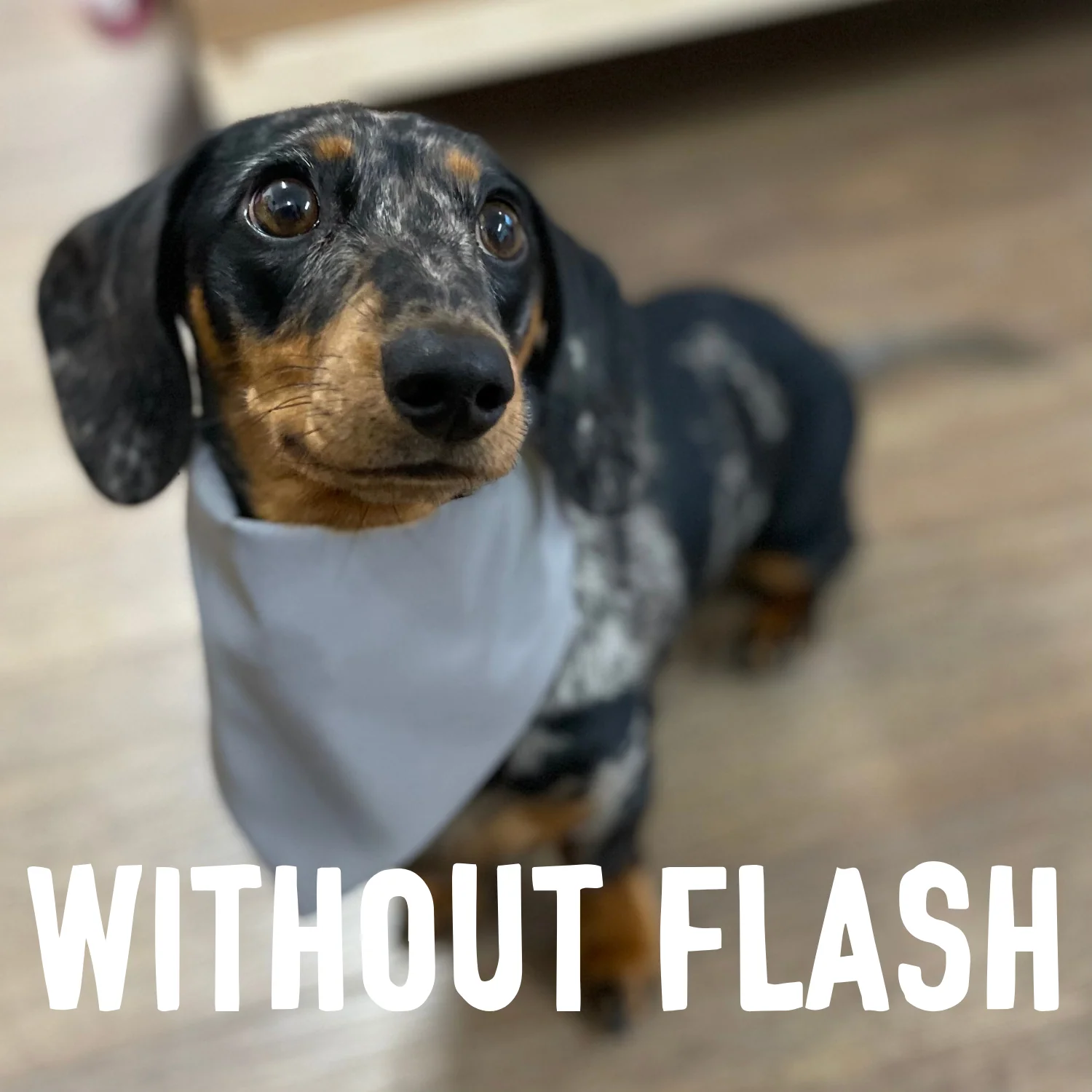 Doghouse Reflective Dog Bandanas - Image 7