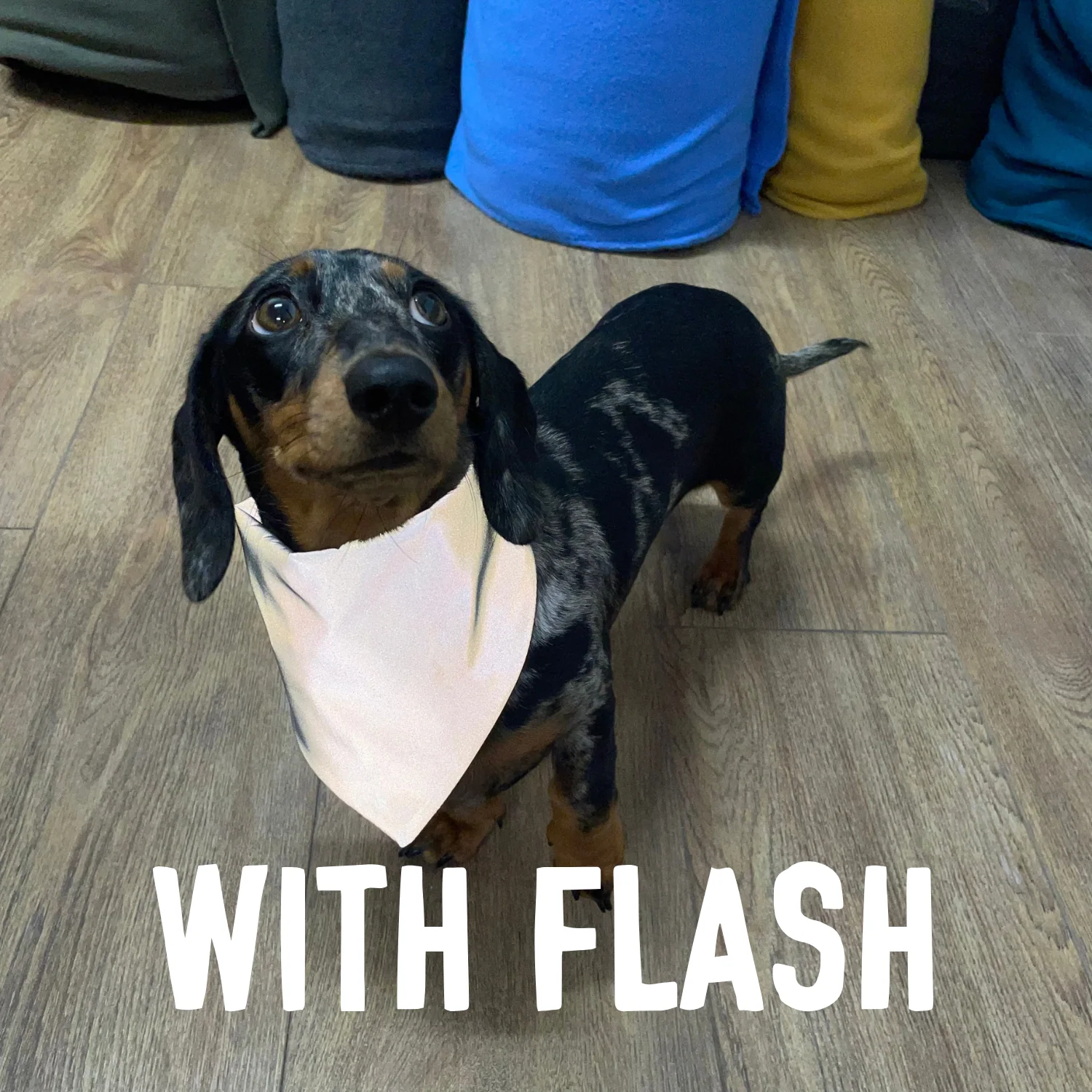 Doghouse Reflective Dog Bandanas - Image 8