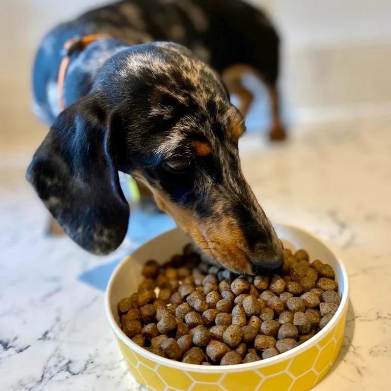 DOGFOOD Grain Free Chicken for Puppies - Image 7