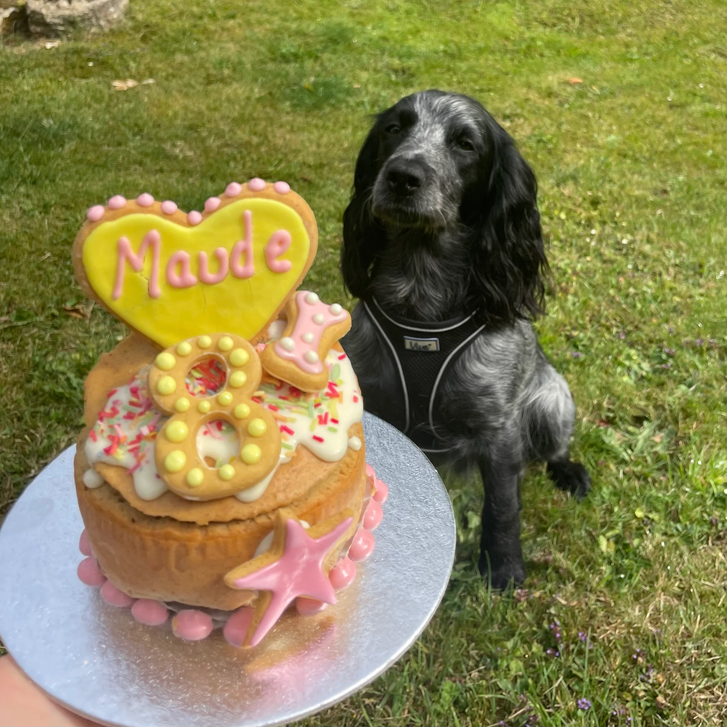 Handmade Birthday Cakes for Dogs - Image 18
