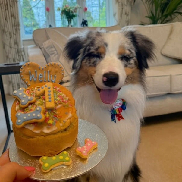 Handmade Birthday Cakes for Dogs - Image 24