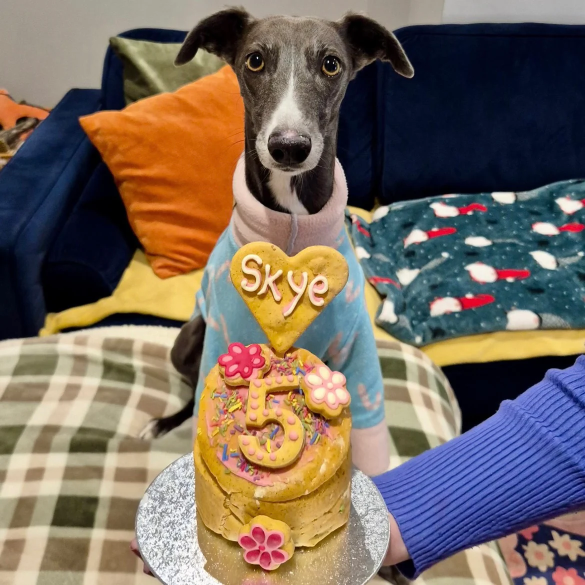 Handmade Birthday Cakes for Dogs - Image 29