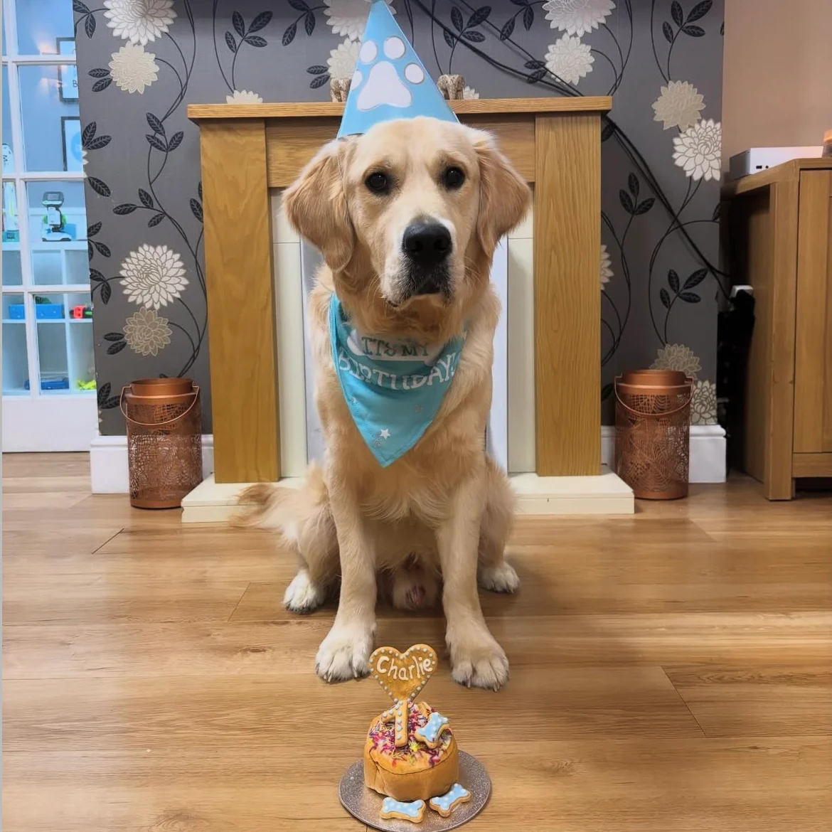 Handmade Birthday Cakes for Dogs - Image 6