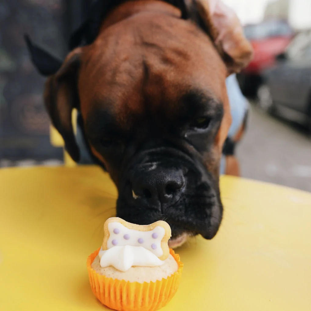Handmade Cupcakes for Dogs - Image 3