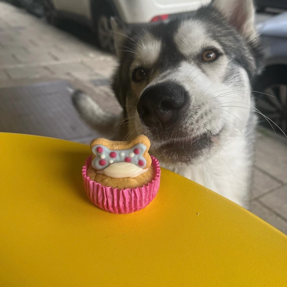 Handmade Cupcakes for Dogs - Image 4