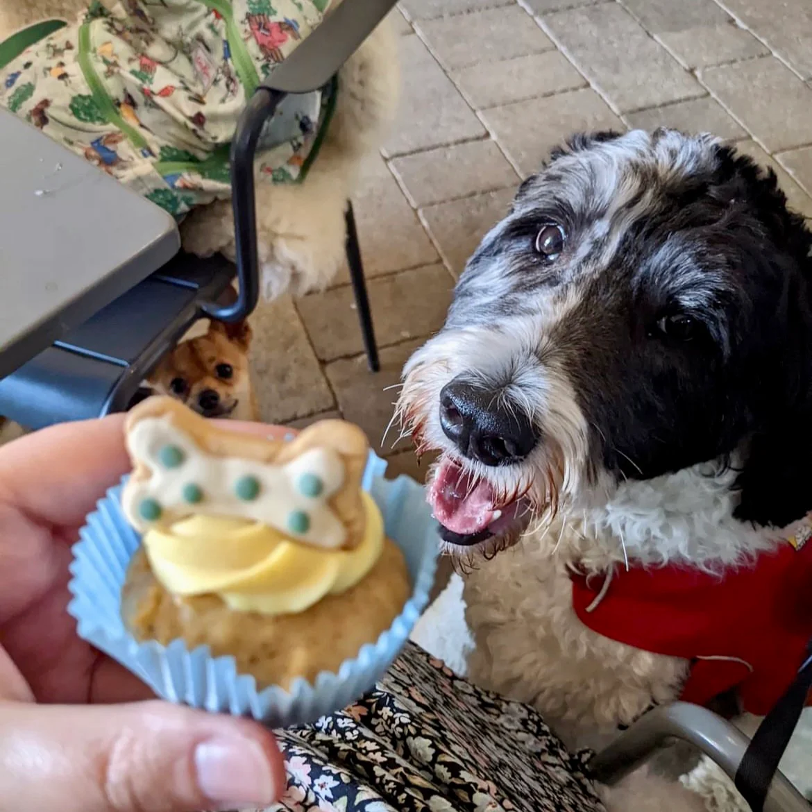 Handmade Cupcakes for Dogs - Image 7