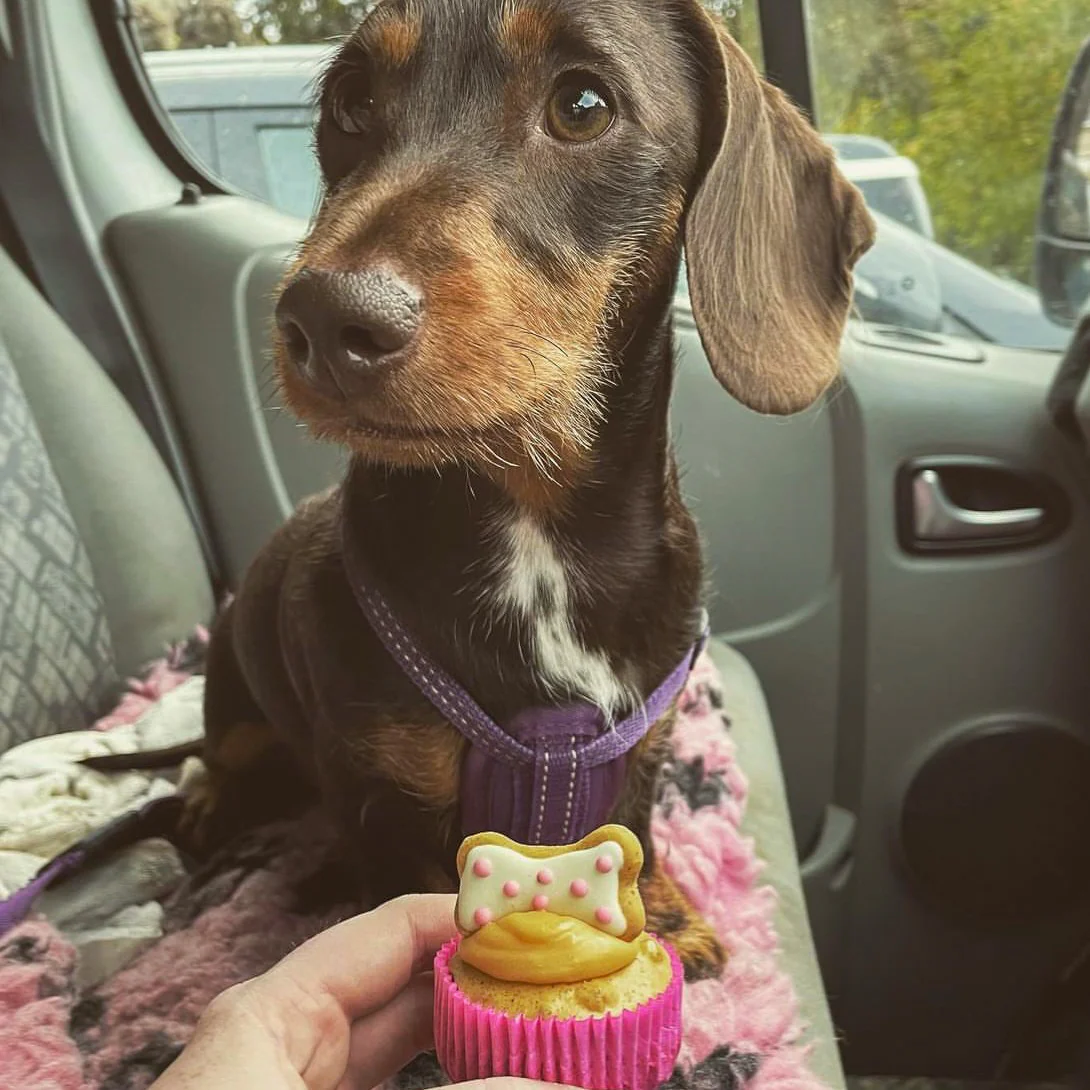 Handmade Cupcakes for Dogs - Image 9