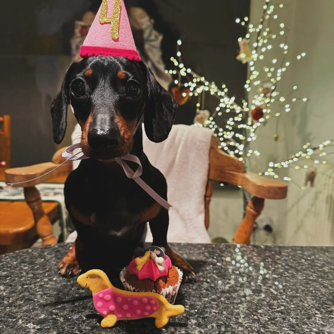 Handmade Dachshund Biscuits for Dogs - Image 3