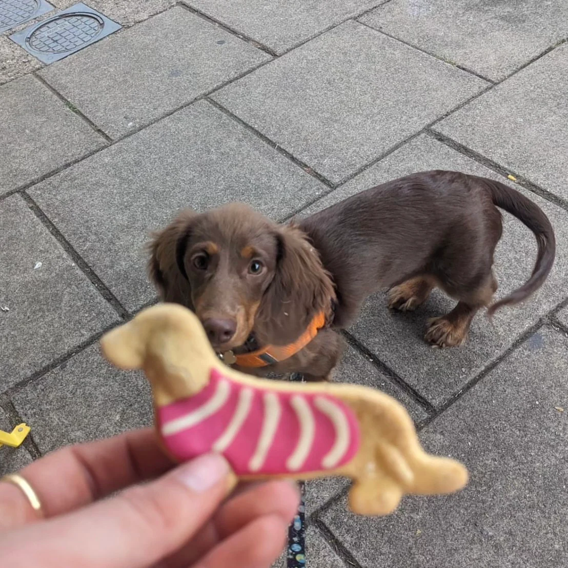 Handmade Dachshund Biscuits for Dogs - Image 6