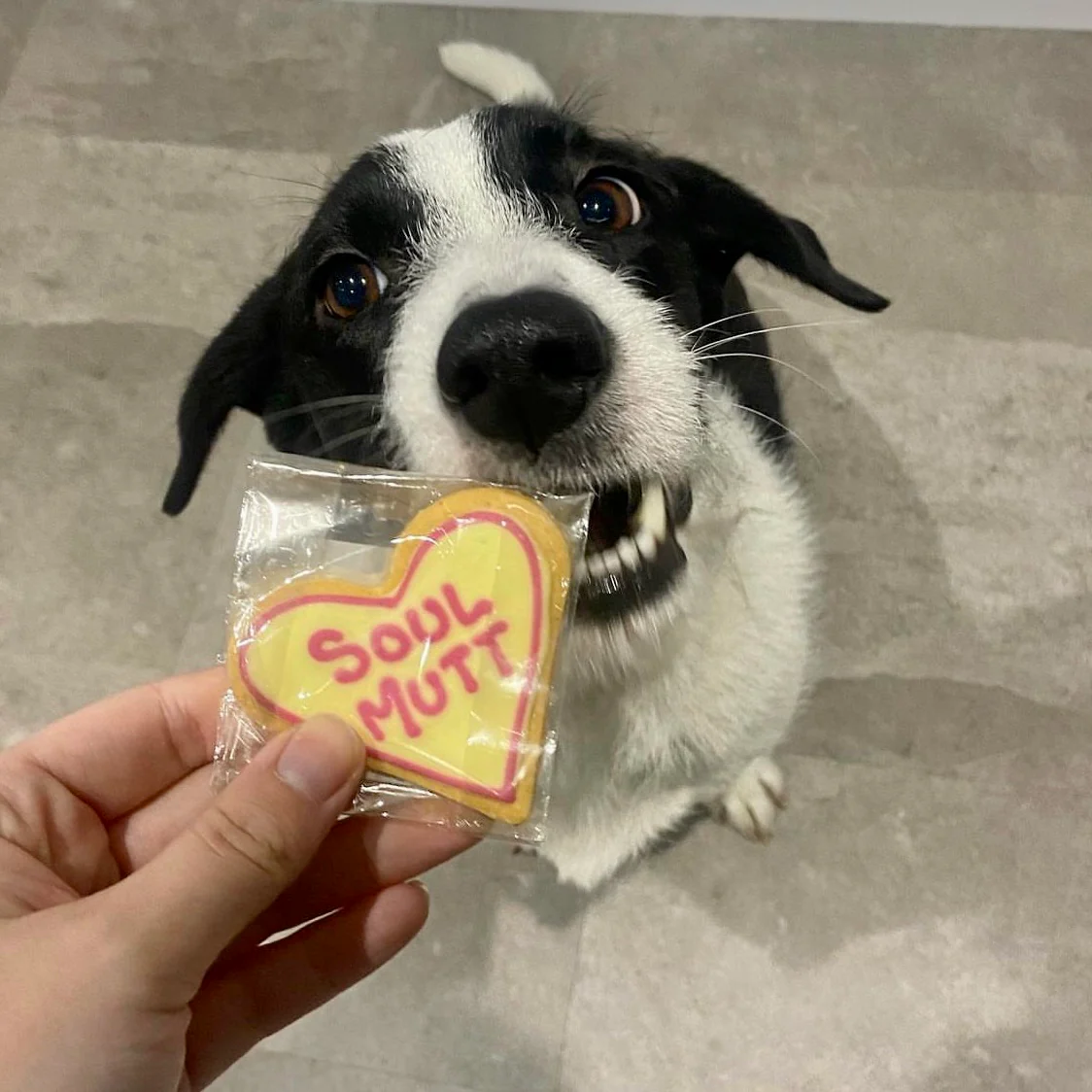Handmade Love Heart Biscuits for Dogs - Image 10