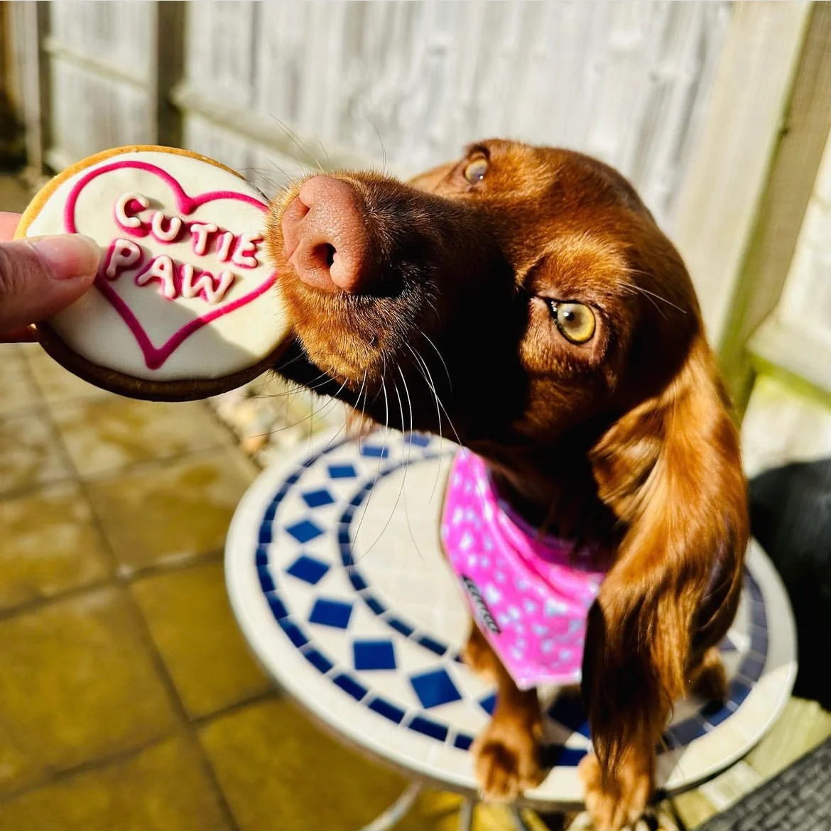 Handmade Love Heart Biscuits for Dogs - Image 12