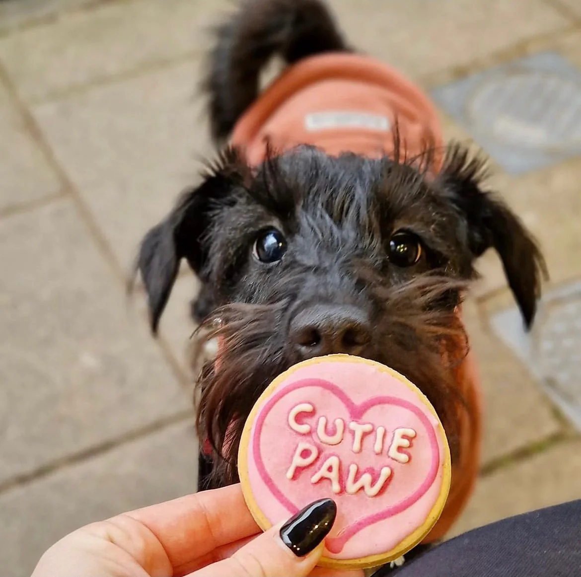 Handmade Love Heart Biscuits for Dogs - Image 5