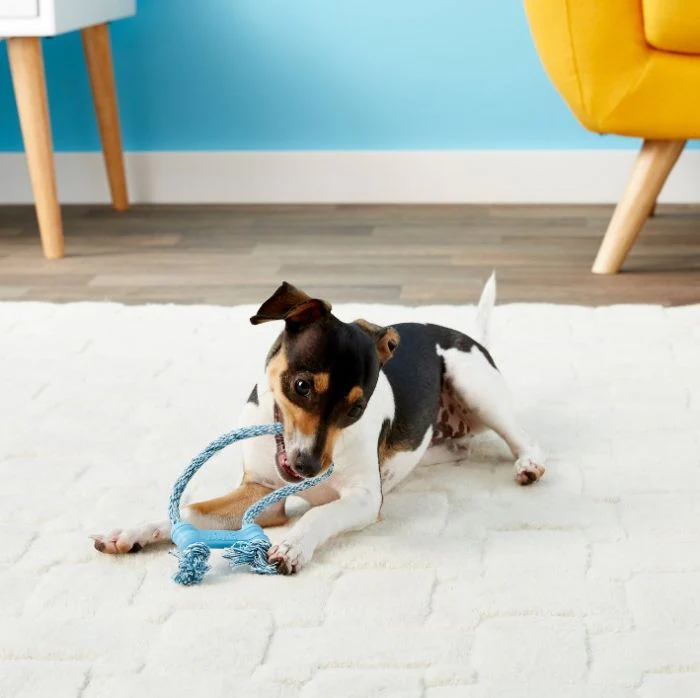 Kong Puppy Goodie Bone with Rope - Image 3