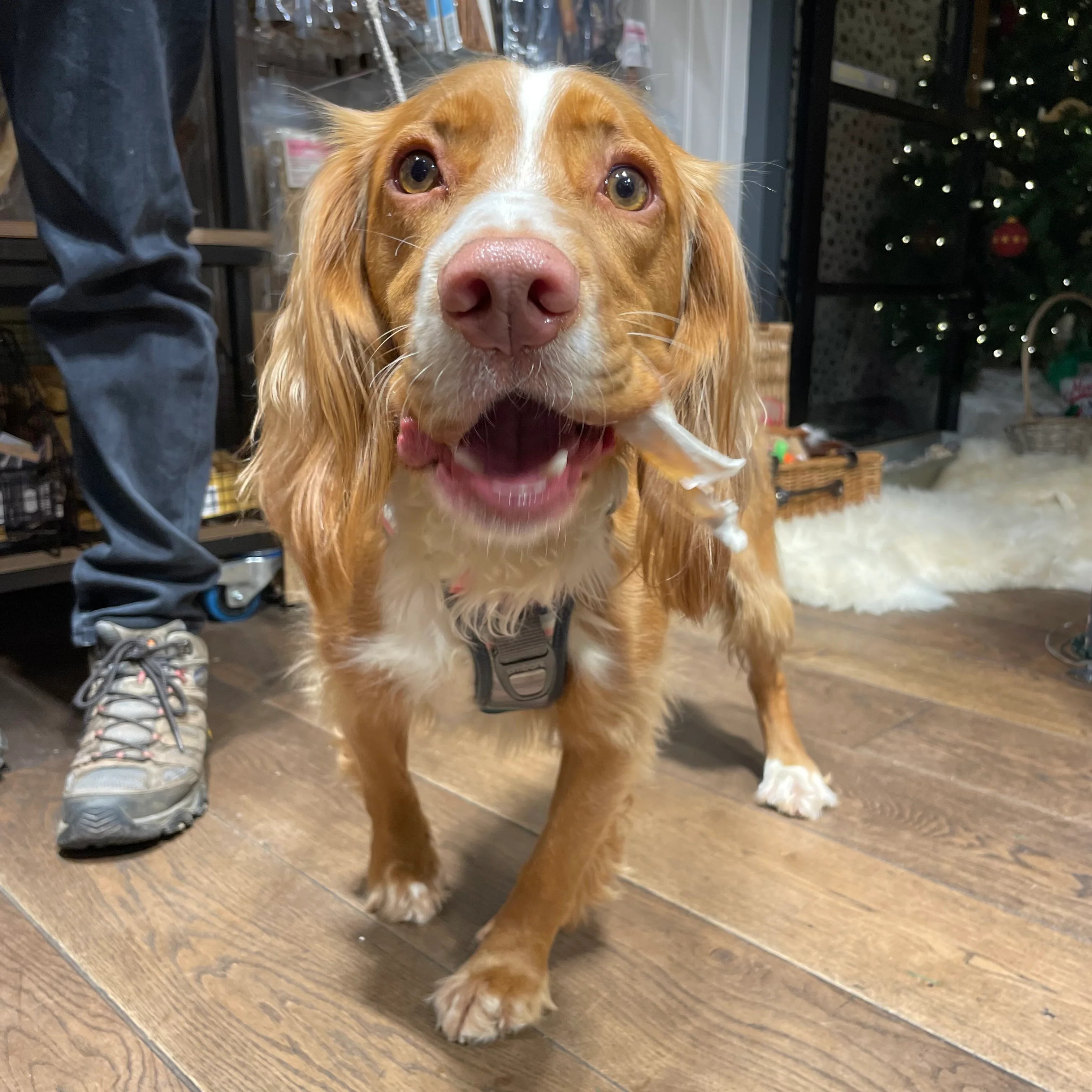 Natural Dog Treat Party Bag - Image 4