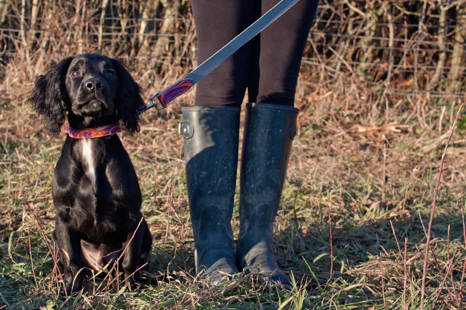 Patterned Leather Dog Collars - Image 3