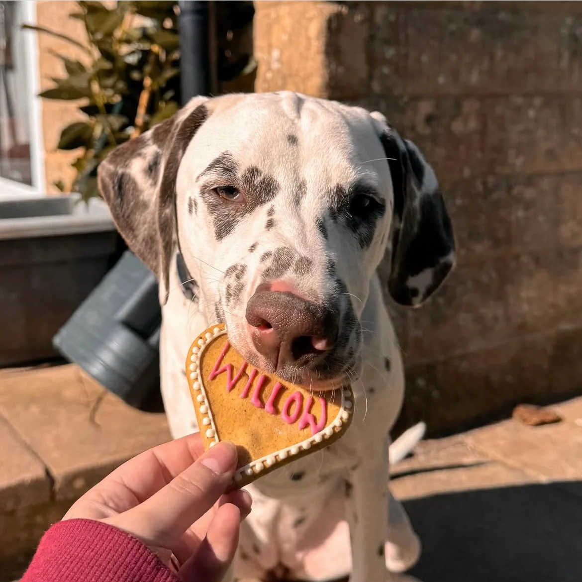 Personalised Dog Biscuits for Dogs - Image 3