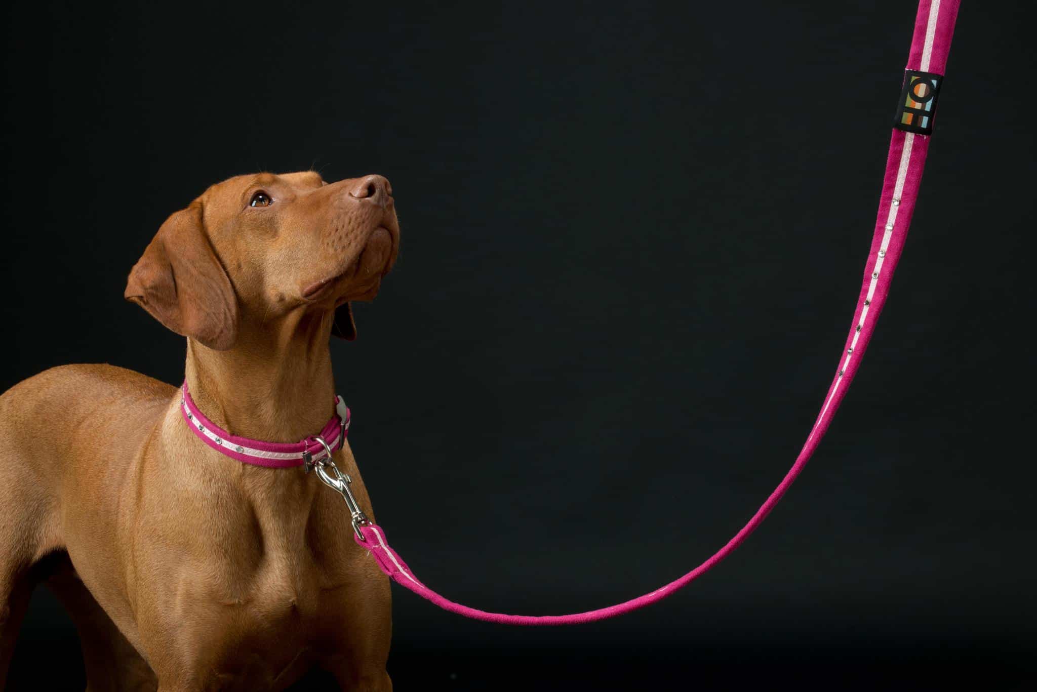 Pink Oscar and Hooch Dog Lead - Image 3