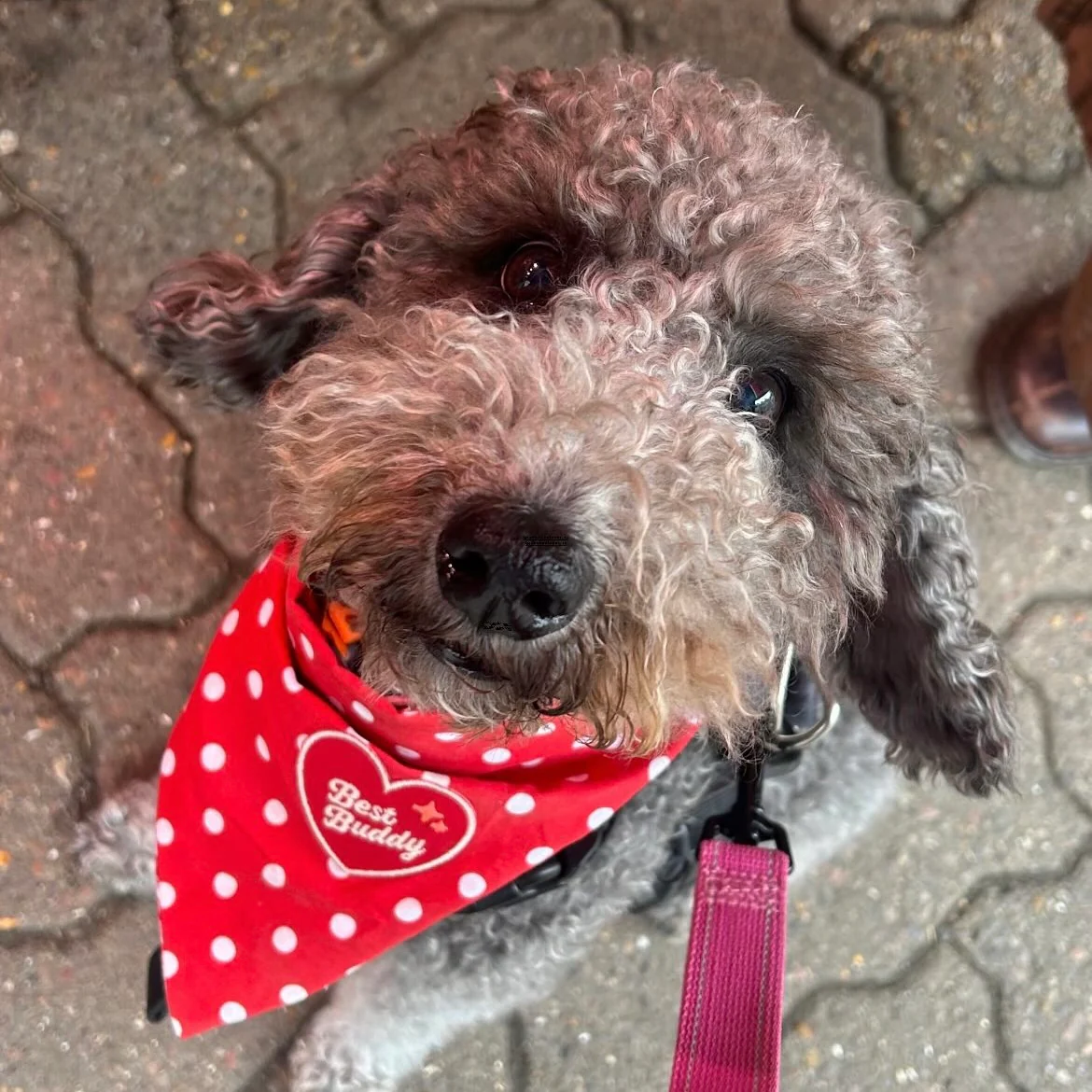 Red Polka Dot Gingham Dog Bandana - Image 3