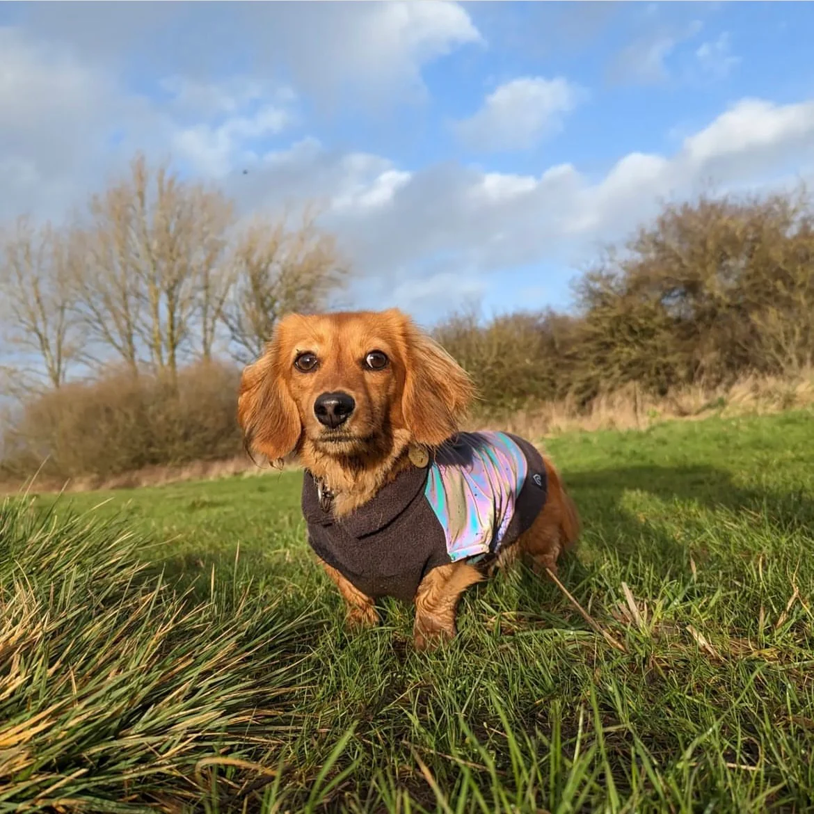 Dachshund Fleece Jumper with Reflective Back - Image 3