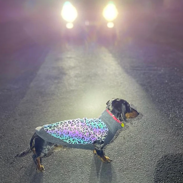 Dachshund Fleece Jumper with Reflective Back - Image 8