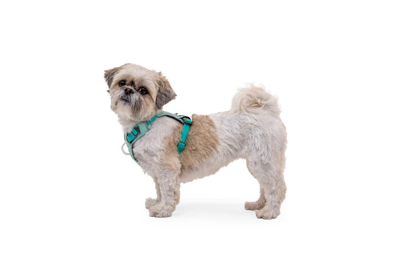 Ruffwear Hi & Light™ Everyday Dog Harness - Image 4