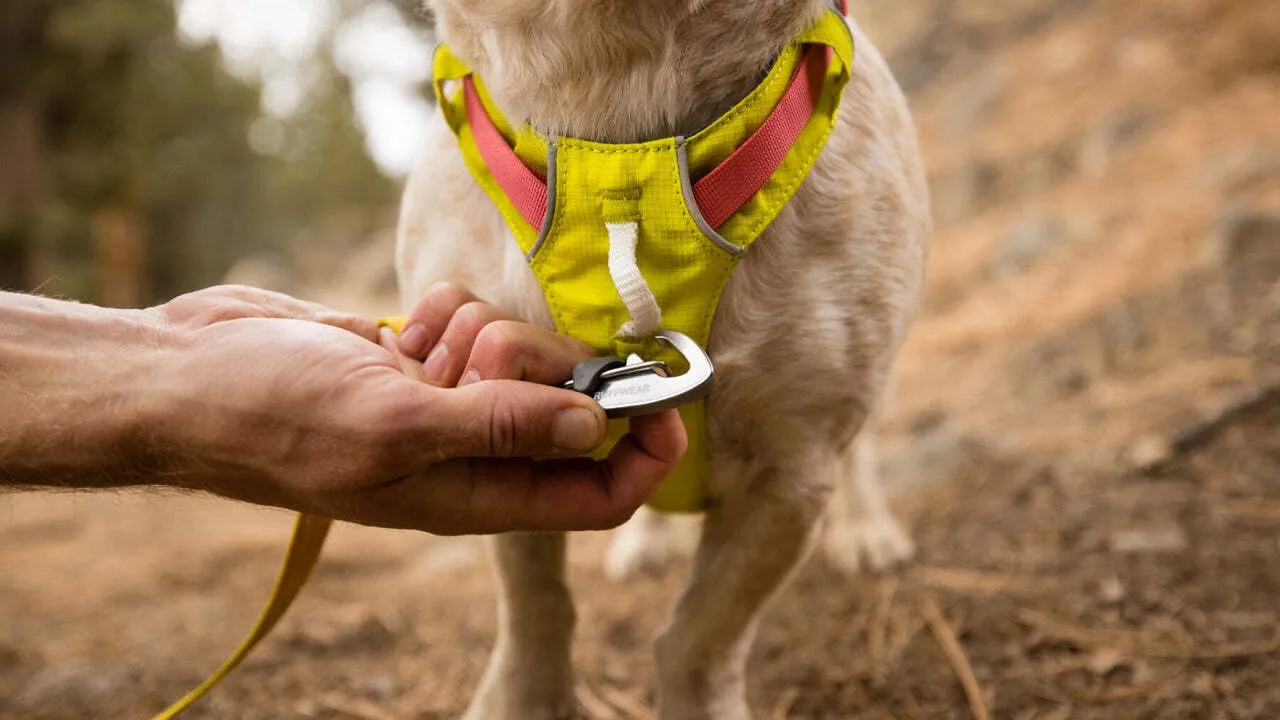 Ruffwear Hi & Light™ Everyday Dog Harness - Image 5