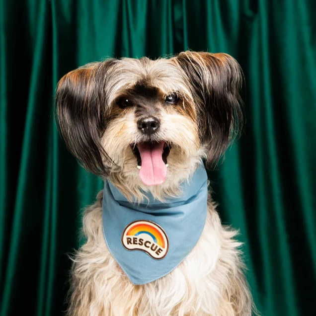 Scout's Honour Iron-on Patches for Dogs - Image 13