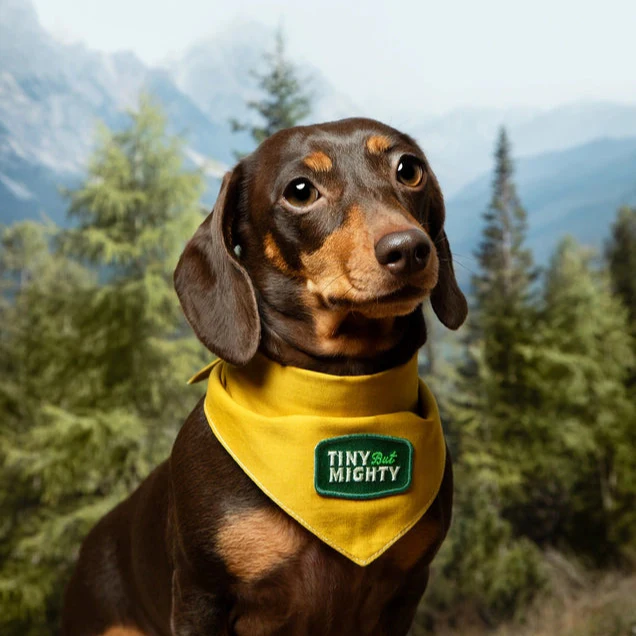 Scout's Honour Iron-on Patches for Dogs - Image 22