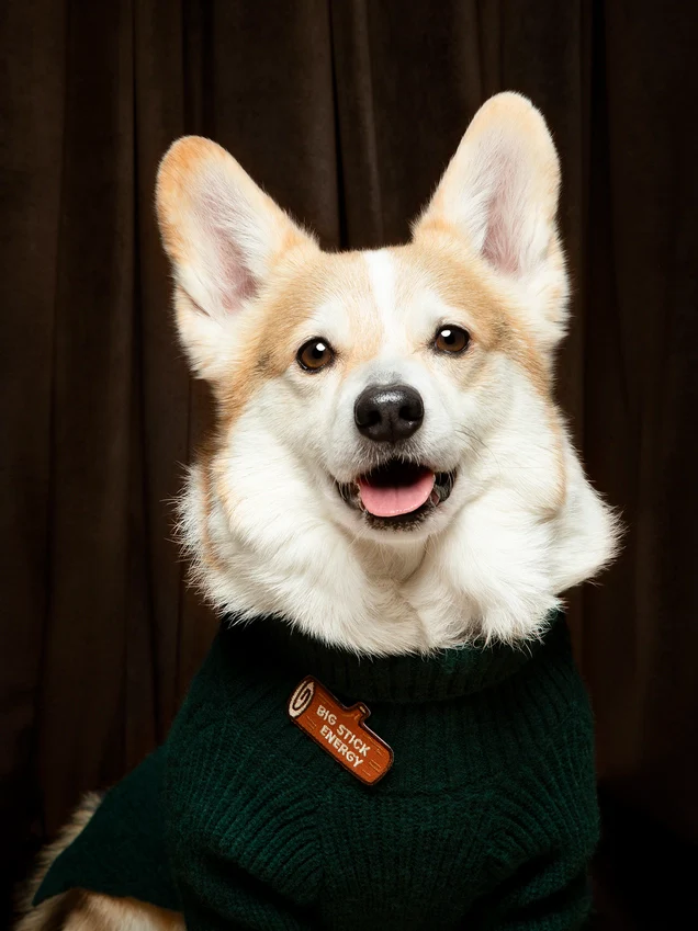 Scout's Honour Iron-on Patches for Dogs - Image 28