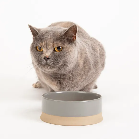 Scruffs Scandi Non Tip Pet Food & Water Bowl - Image 5