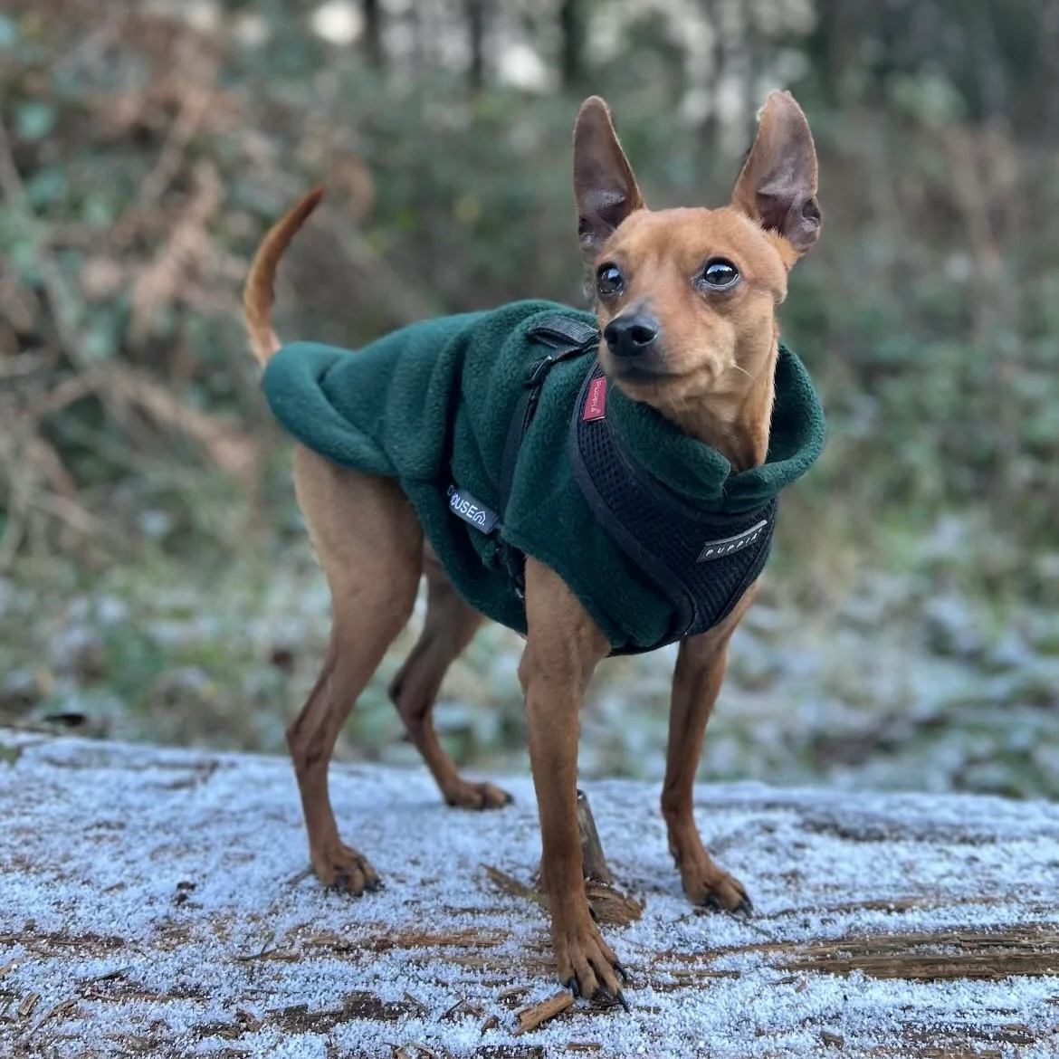 Small Breed Dog Fleece Jumper - Image 11